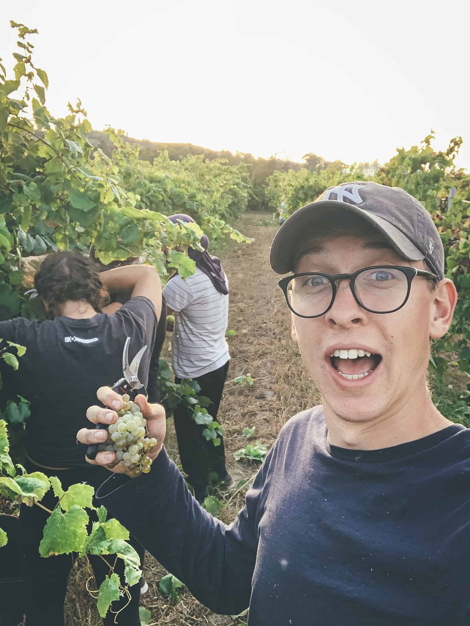 Harvesting_in_portugal_vineyard